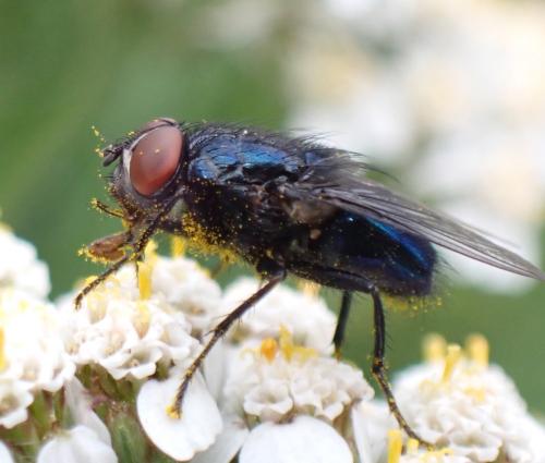 Réf. 329 485 : Protocalliphora azurea